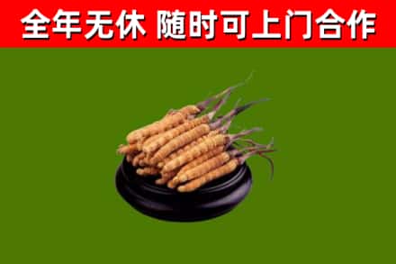 西乡回收冬虫夏草