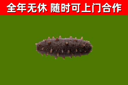 西乡回收海参干